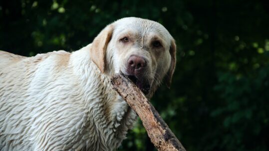 white dog smelling brown stick
