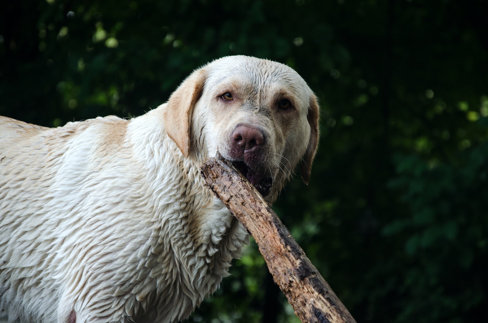white dog smelling brown stick